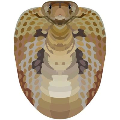 Cobra. Illustration of a poisonous snake. Bright Portrait is depicted on a white background. Vector graphics. Animal logo