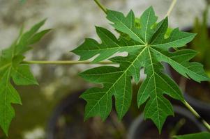 naturaleza, hoja, hoja de papaya foto