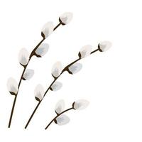 pussy willow branches on a white background vector