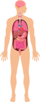 human organ system png
