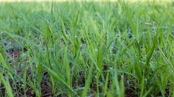 Pangola grass with mist in the morning photo