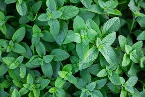 parte herbaria natural de menta de la hierba utilizada en la medicina tradicional tailandesa. fondo de trébol de hoja verde de naturaleza foto