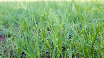 Pangola grass with mist in the morning photo