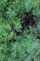 Green young dill grows in the garden bed photo