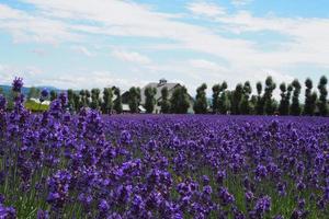 la hermosa naturaleza atrae a los turistas. campo de lavanda púrpura en tomita, furano, hokkaido, japón foto