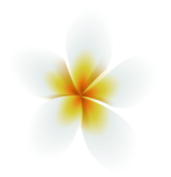 ilustración de flor de frangipani png