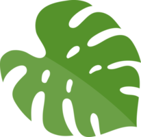monstera leaf green color png