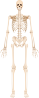 esqueleto del cuerpo humano png