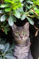 lindo retrato de gato detrás de las hojas. hermoso gato callejero con ojos verdes está mirando a la cámara. foto