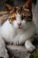 lindo retrato de gato.hermoso gato callejero con ojos verdes está mirando a la cámara. adoptar una mascota. foto