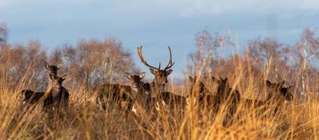 Deers in the grass photo