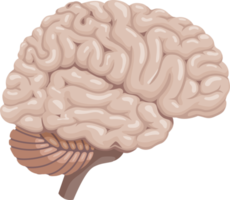 icono de símbolo de cerebro png