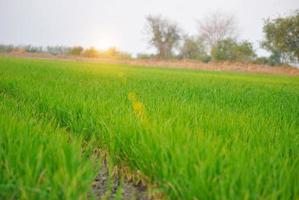 beautiful landscape  growing Paddy  rice field crop agricultural transplanting wet farming land for seasonal photo