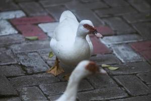 cerca de pato blanco camina sobre losas de pavimento. pequeño pato blanco puro con una mancha roja alrededor de los ojos caminando tranquilamente por una calle pavimentada en un cálido y soleado día de invierno. enfoque selectivo. foto