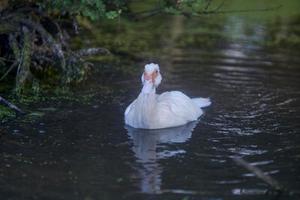 A white duck swimming on the pond with dark blue water in sunny day. Selective focus and exposure. photo