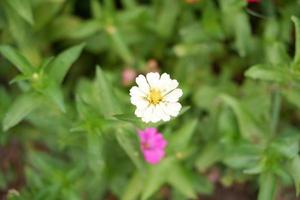 hermosas flores frescas como fondo foto