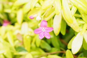 beautiful fresh flowers as a background photo