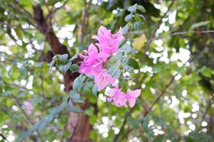 beautiful fresh flowers as a background photo