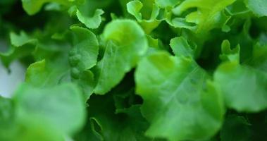 Filmmaterial Nahaufnahme von frischem Salat aus grüner Eiche, Bio-Hydrokulturgemüse in der Baumschule. Geschäfts- und Bio-Hydrokultur-Gemüsekonzept. video