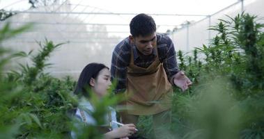 Handaufnahme, junger Mann, während er einer jungen Frau den Marihuana-Anbau erklärt, sie verwendet digitale Stift- und Tablet-Aufzeichnungen, während sie im Pflanzenzuchtzelt arbeitet video