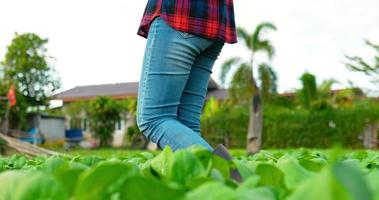tiro de rastreamento, pernas de jovem vestindo camisa xadrez enquanto caminhava entre a linha de couve na fazenda de vegetais orgânicos para verificar o plantio
