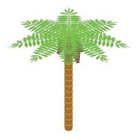 Date fruit palm tree icon isometric vector. Ramadan food vector