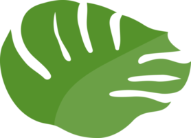 Monstera-Blatt grüne Farbe png