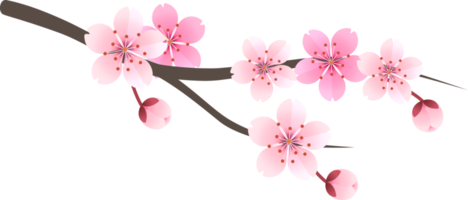 sakura körsbär blomma blomma png