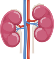 Kidney symbol icon png