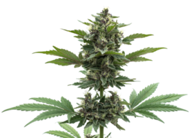 Cannabisbaum blaue Traumrasse Marihuana wächst png