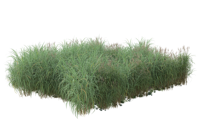 Realistic foliage isolated on transparent background. 3d rendering - illustration png