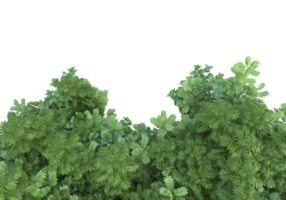 Realistic foliage isolated on transparent background. 3d rendering - illustration png