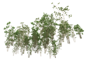 Realistic foliage isolated on transparent background. 3d rendering - illustration png