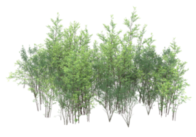 Realistic foliage isolated on transparent background. 3d rendering - illustration png