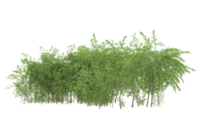 Realistic foliage isolated on transparent background. 3d rendering - illustration png