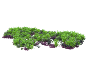 Realistic foliage isolated on transparent background. 3d rendering - illustration png