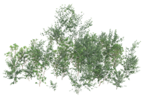 Realistic foliage isolated on transparent background. 3d rendering - illustration png