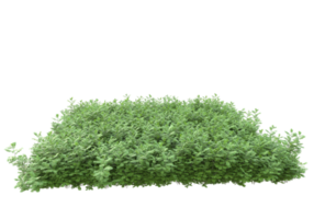 Realistic foliage isolated on transparent background. 3d rendering - illustration png