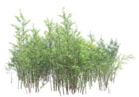 Realistic foliage isolated on transparent background. 3d rendering - illustration png