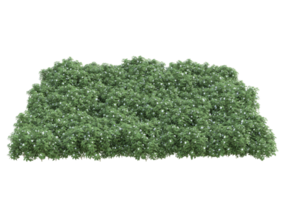 Realistic foliage isolated on transparent background. 3d rendering - illustration png