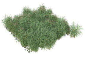 Realistic foliage isolated on transparent background. 3d rendering - illustration png