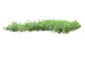 Realistic foliage isolated on transparent background. 3d rendering - illustration png