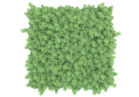 Realistic foliage isolated on transparent background. 3d rendering - illustration png