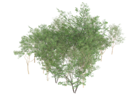 Realistic foliage isolated on transparent background. 3d rendering - illustration png