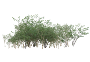 Realistic foliage isolated on transparent background. 3d rendering - illustration png