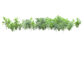 Realistic foliage isolated on transparent background. 3d rendering - illustration png