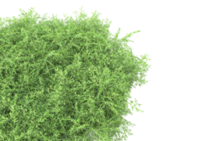 Realistic foliage isolated on transparent background. 3d rendering - illustration png