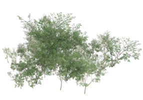 Realistic foliage isolated on transparent background. 3d rendering - illustration png