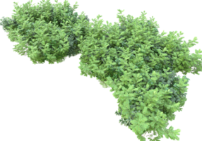 Realistic foliage isolated on transparent background. 3d rendering - illustration png