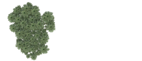 Realistic foliage isolated on transparent background. 3d rendering - illustration png